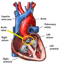 Heart Cross Section